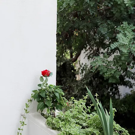 Lavender Rooms&apartment Hvar *